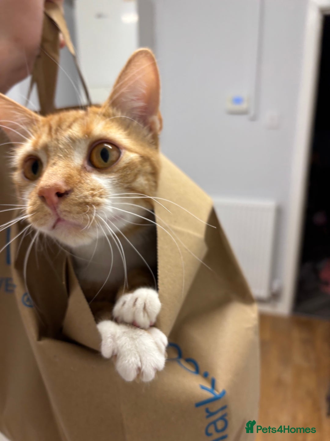 Mixed Breed cats for sale: Jam!! - Advert 4