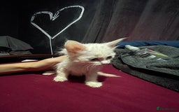 Turkish Angora cats for sale: Cute playful Turkish angora  - Image 10