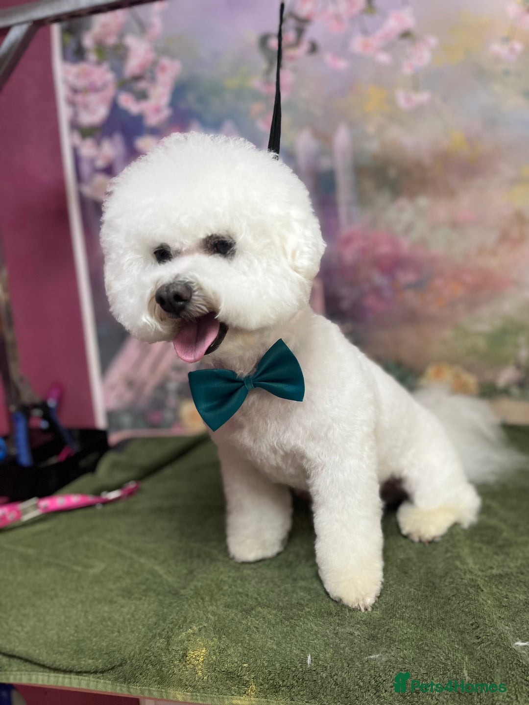 Bichon Frise dogs for stud: Bichon Frise for stud in Corby - Image 3