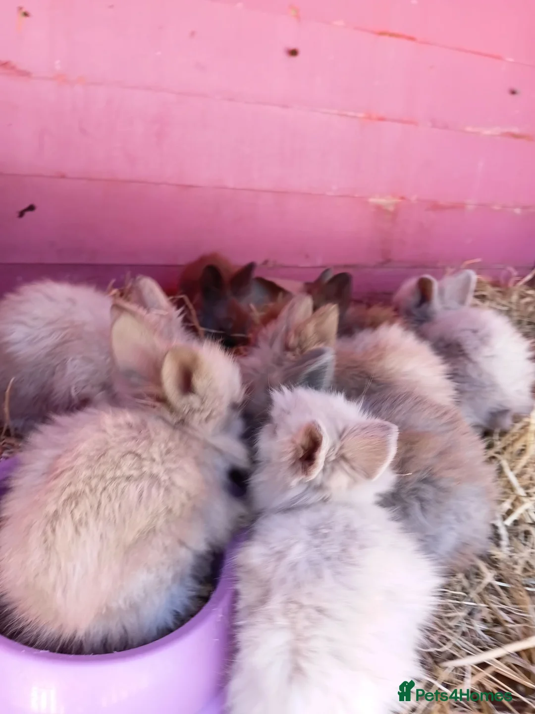 Lionhead rabbits for sale: Lionheads unsexed atm - Advert 1