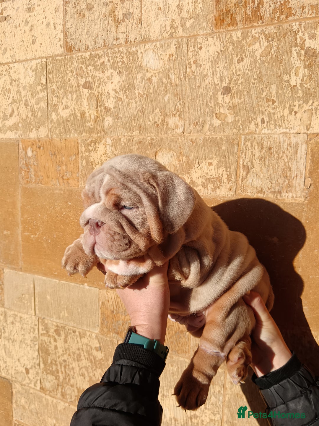 English Bulldog dogs for sale: 2 stunning males from the world famous Mr muscle  - Advert 15
