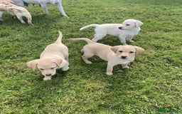 Labrador Retriever dogs for sale: Full Labrador Puppies - Image 2