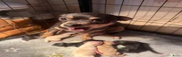 Chihuahua dogs for sale: Newborn chihuahua puppies for good homes - Advert 7