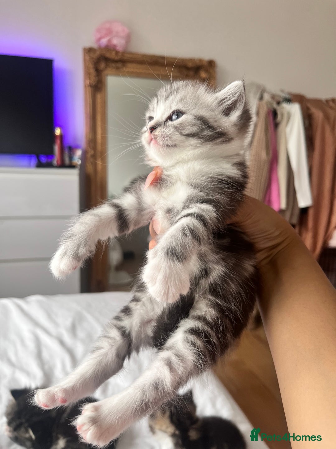 Persian cats for sale: Persian Kitten 2 - 1 Silver Doll Faced X Persian female  - Image 10