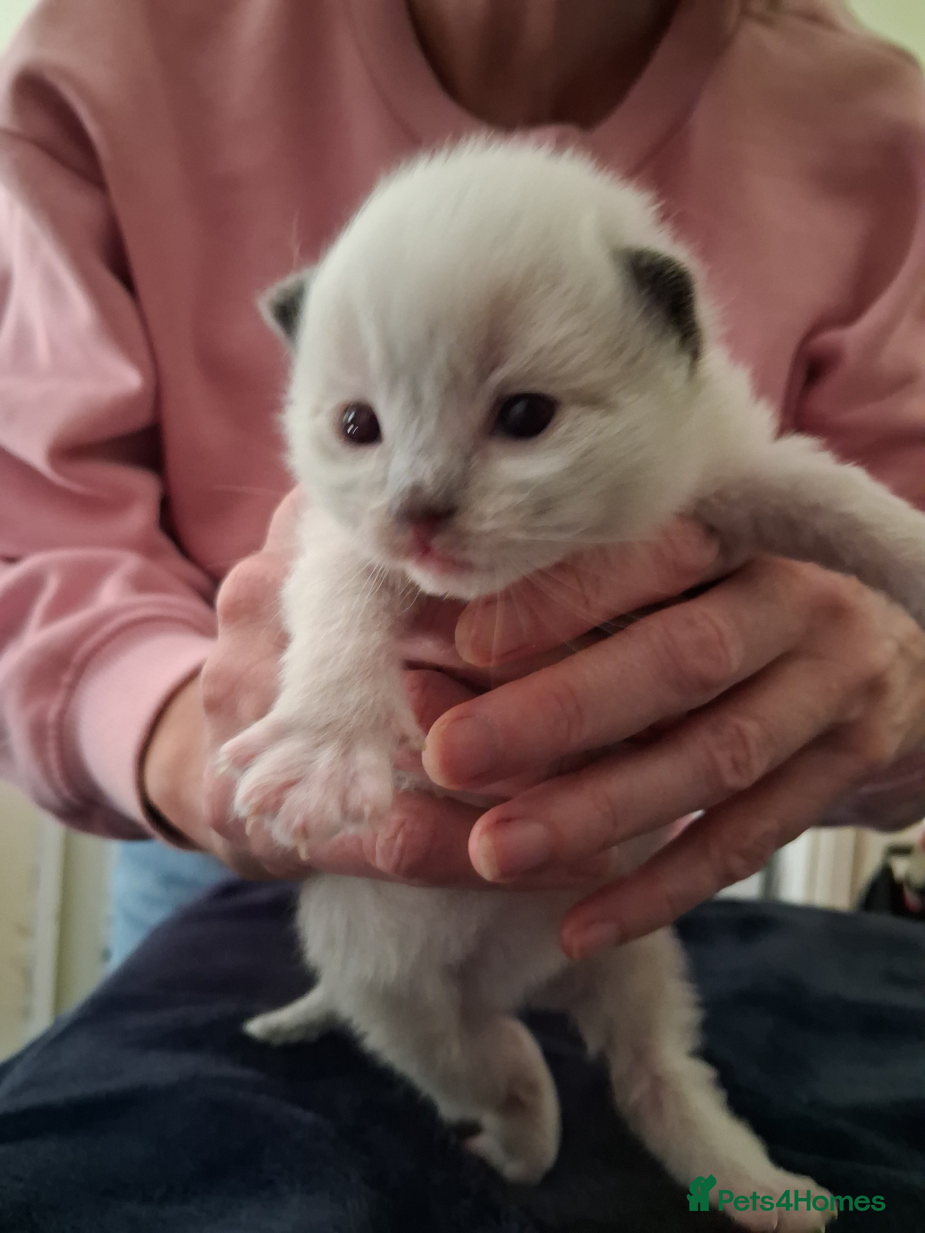 Ragdoll cats for sale: Stunning Ragdoll Kittens - 2.5 weeks old. - Advert 14