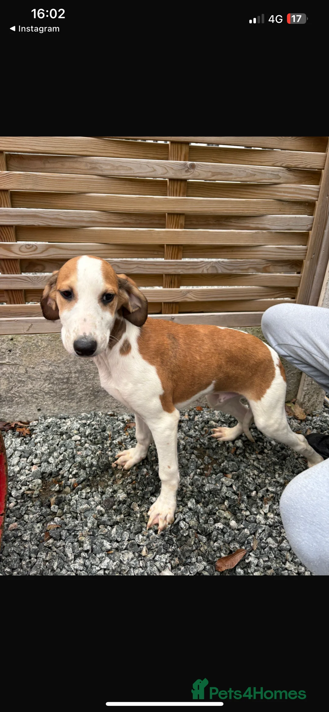 Mixed Breed dogs for sale: Saluki puppies  - Advert 2