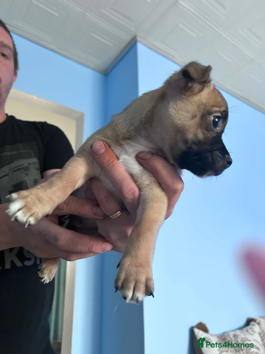 Jug dogs for sale: Jug puppy  in Hereford - Advert 6
