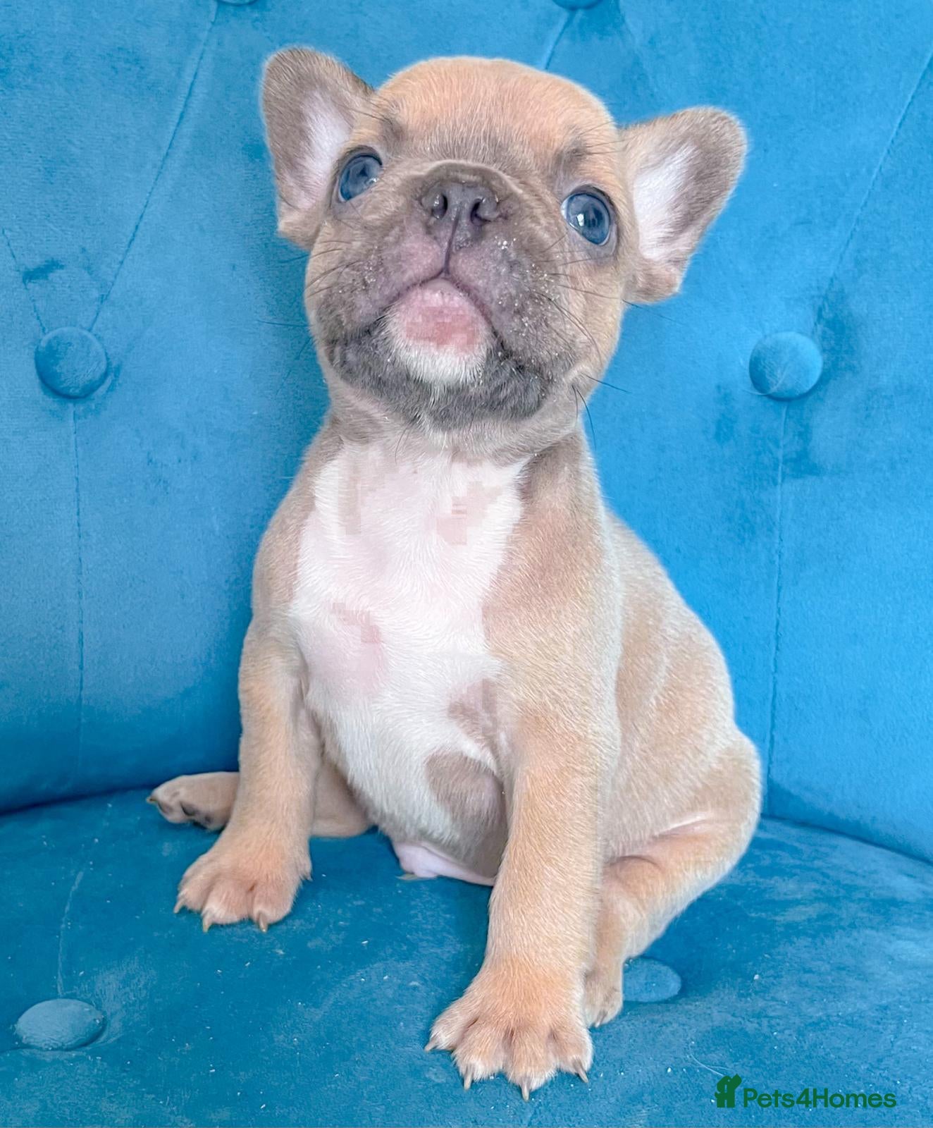 French Bulldog dogs 🐶ADORABLE PUPPIES🐶 - Advert 1