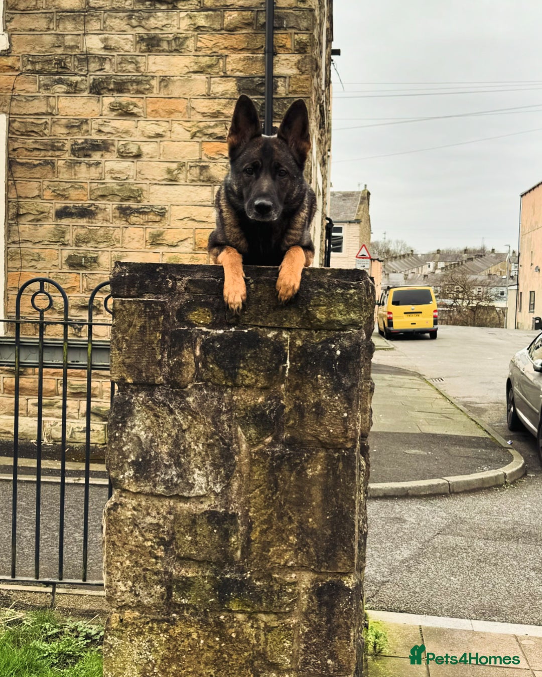 German Shepherd dogs for sale: Working line German shepherd  - Image 17