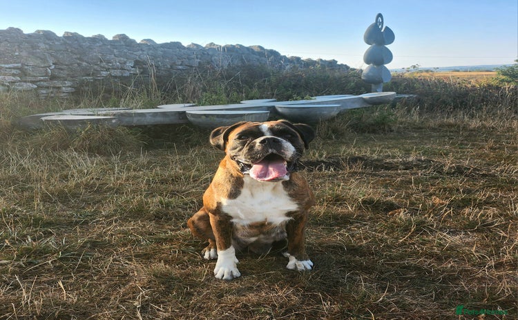 Boxer dogs - Advert 2