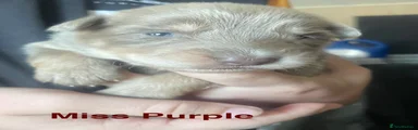 Miss Purple