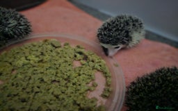 Pygmy Hedgehog rodents for sale: Domino SOLD - Image 1