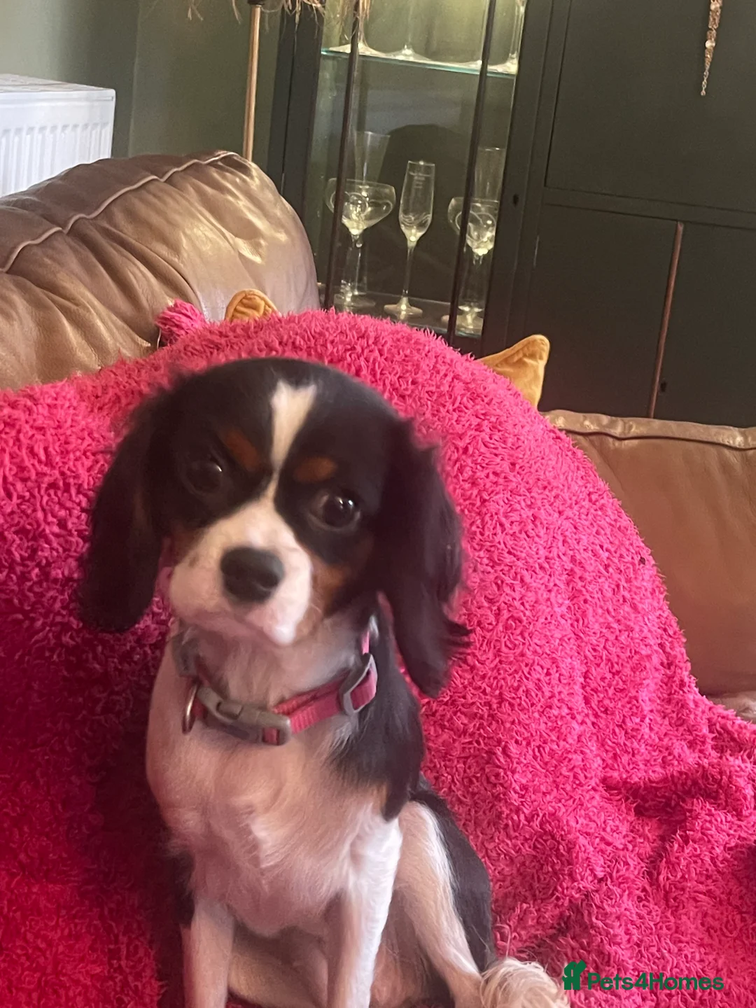 Cavalier King Charles Spaniel dogs for sale: Gorgeous Tri coloured Cavalier King Charles - Advert 7