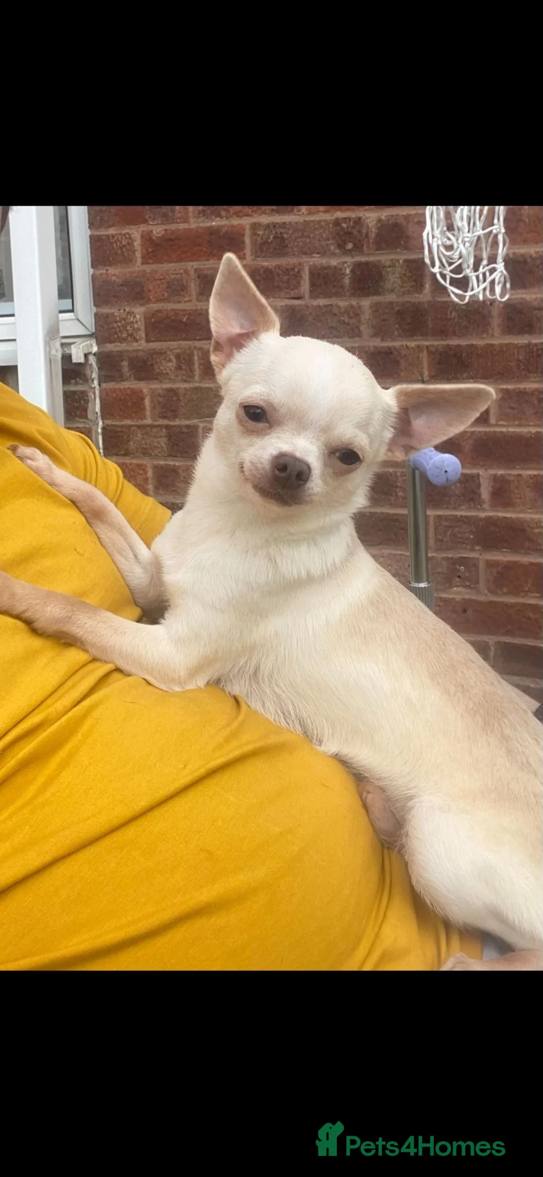 Chihuahua dogs for stud: kc stunning small boys stud only in Mansfield - Advert 5
