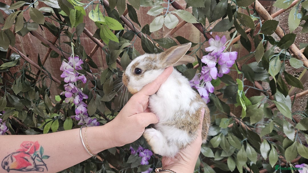 Mini Lop rabbits for sale: Baby Rabbits - Mini Lop X Mini Rex 🐰  - Image 5