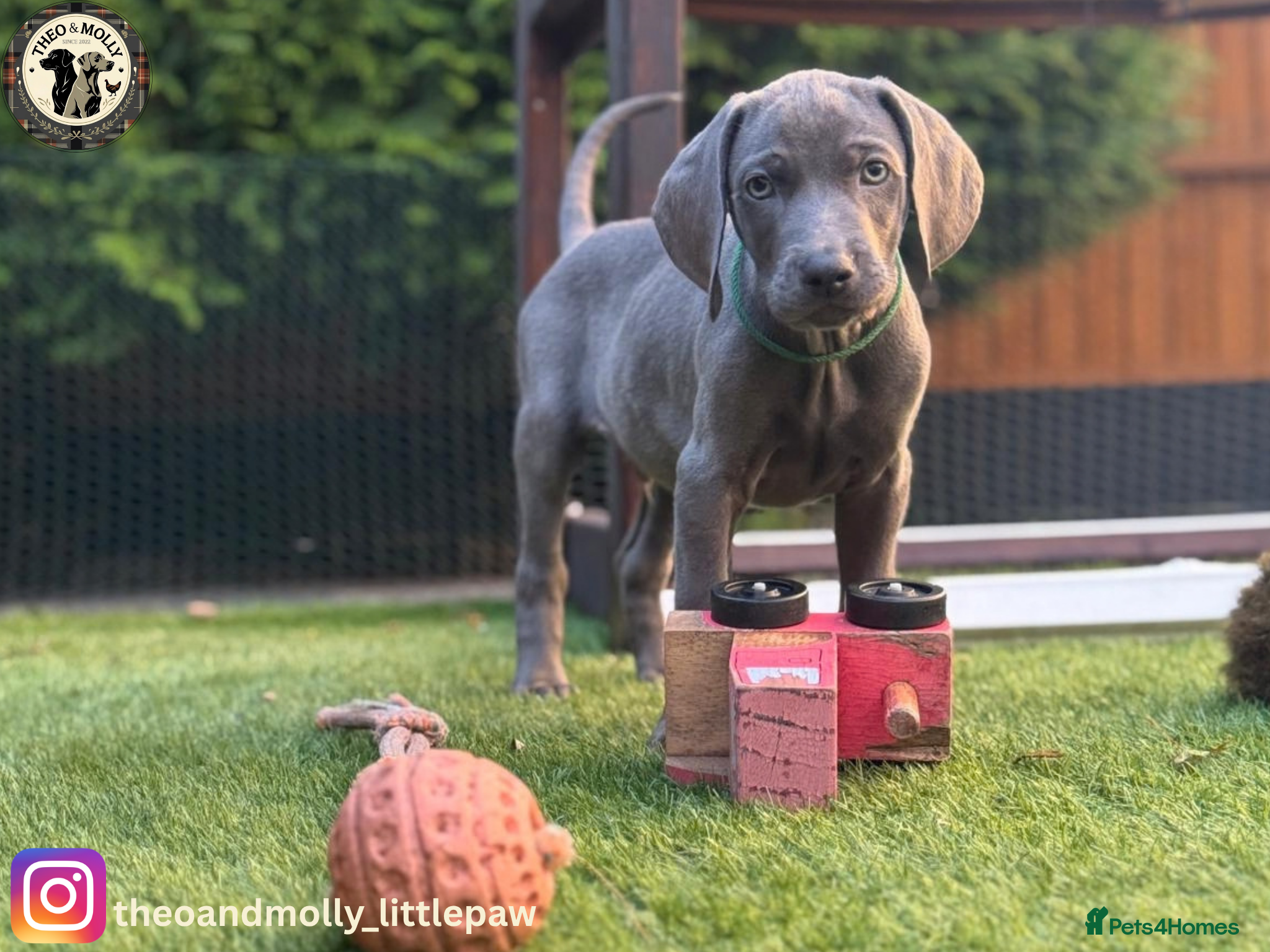 Weimaraner dogs 🐾KC Registered Blue & Silver Weimaraner Puppies🐾 - Advert 2