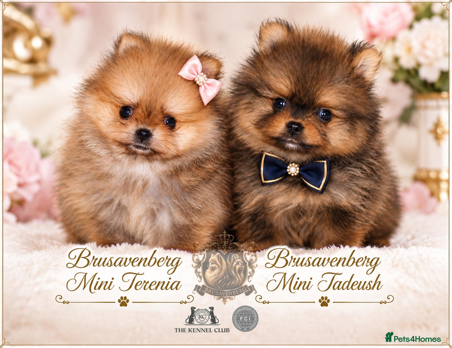 Pomeranian dogs UNREAL SUPER TINY MINI POMERANIANS RKC - Advert 4