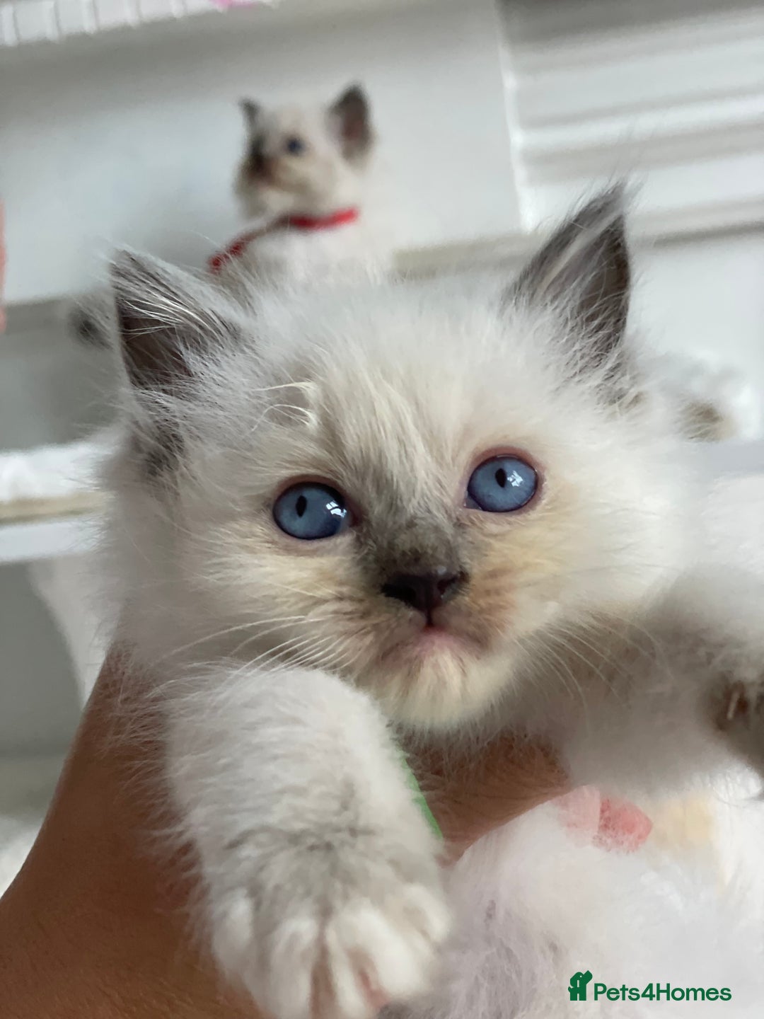 Ragdoll cats for sale: Irresistable Blue Mitted Ragdoll Kittens🙀😻🙀 - Image 35