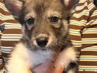 Utonagan dogs Alaskan malamutes x Siberian husky - Advert 18