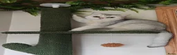 British Shorthair cats for sale: Beautiful Silver Tipped British Shorthair - Advert 1