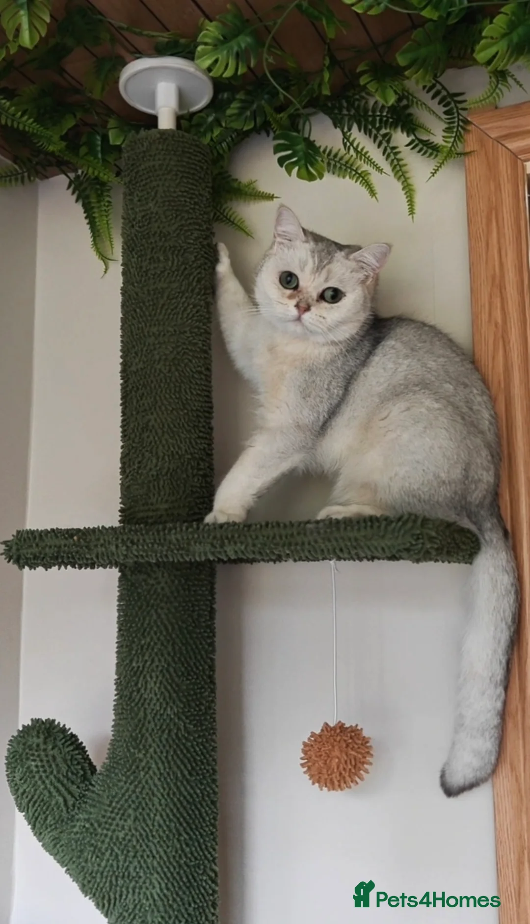 British Shorthair cats for sale: Beautiful Silver Tipped British Shorthair - Advert 1