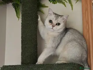 British Shorthair cats Beautiful Silver Tipped British Shorthair - Advert 2