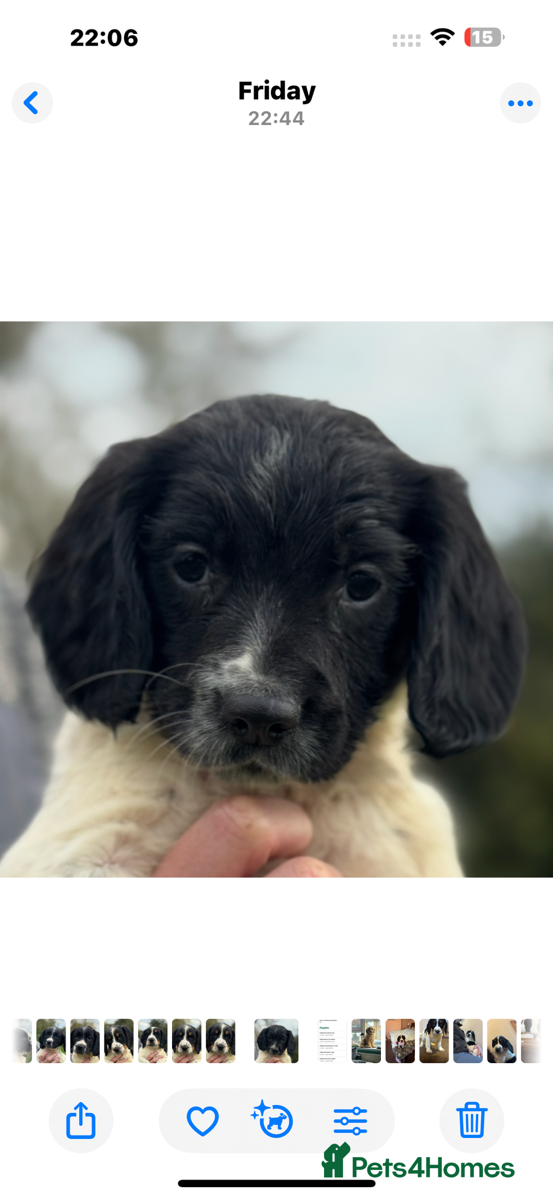 English Springer Spaniel dogs for sale: KC Calm English Springer Spaniel Puppies - Image 35