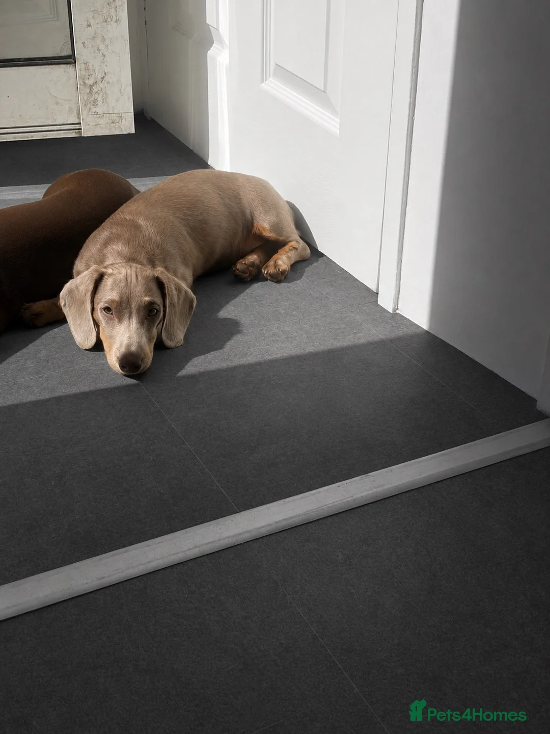 Miniature Dachshund dogs for sale: Beautiful boy mini dachshund!!  - Advert 2
