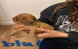 Cavapoo dogs for sale: Gorgeous F1B Cavapoo puppies - Image 9