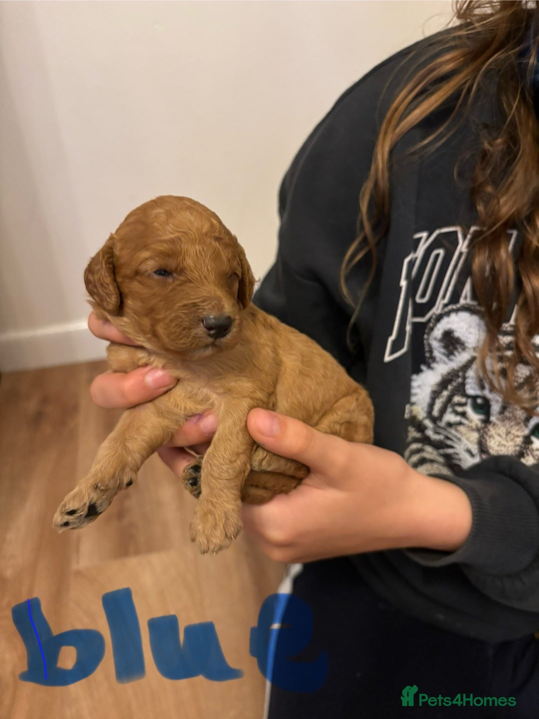 Cavapoo dogs for sale: Gorgeous F1B Cavapoo puppies - Image 9