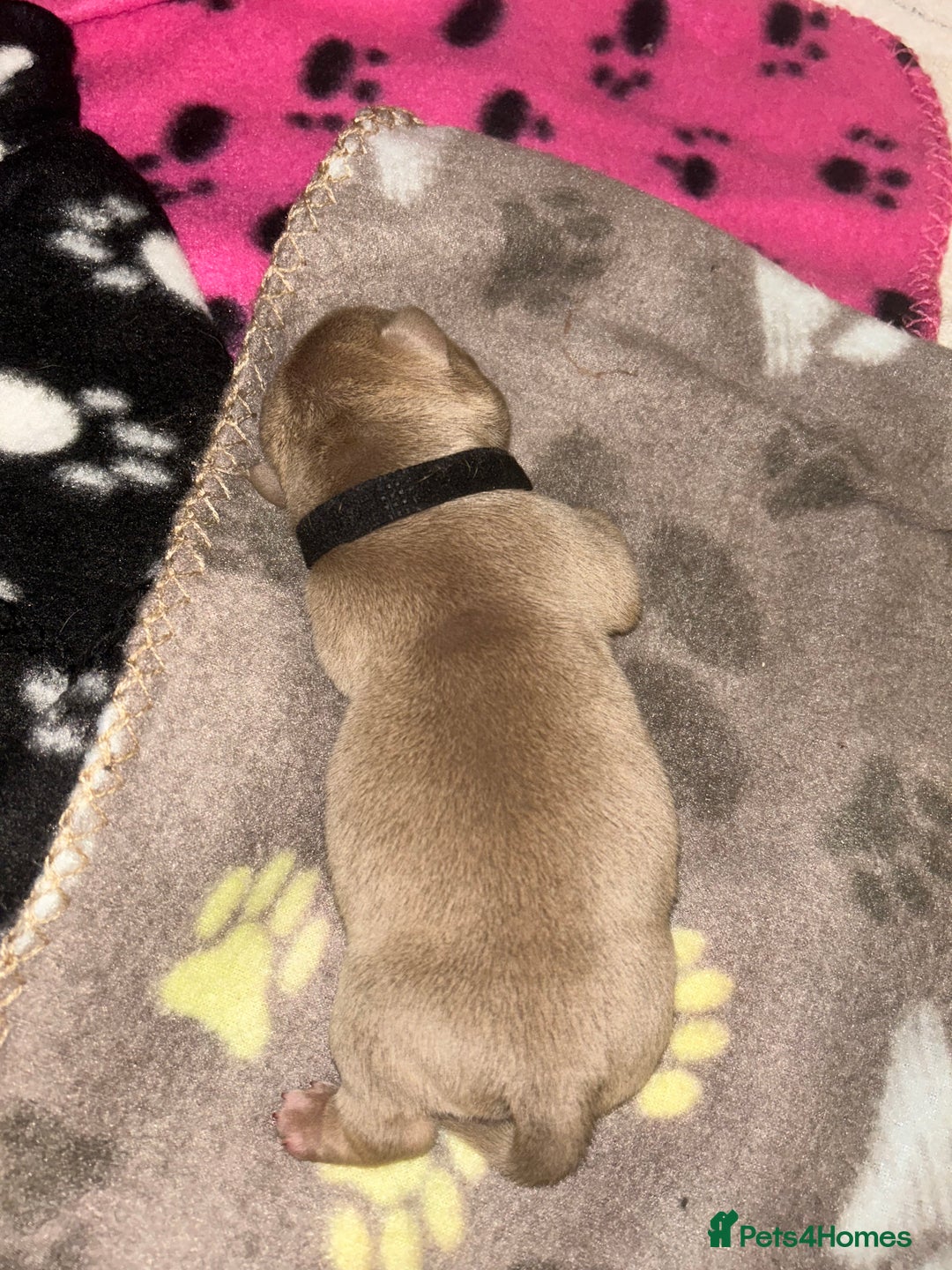 American Bully dogs for sale: American pocket bully puppies  - Advert 13