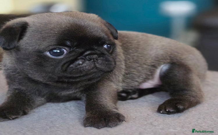 Pug dogs - Advert 1
