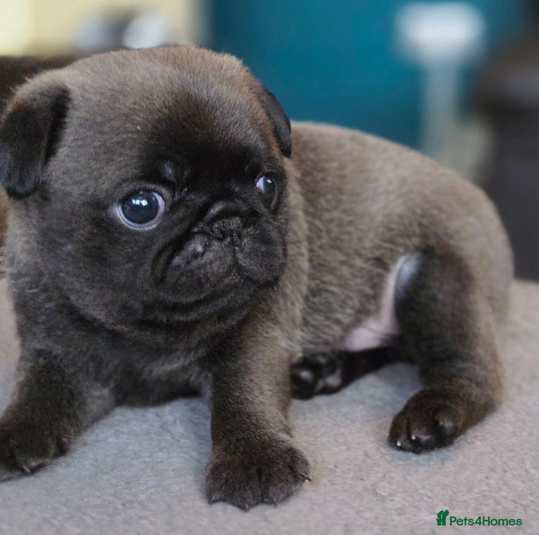 Pug dogs for sale: Chunky pug pups - Image 1