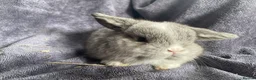 Mini Lop rabbits for sale: Mini lop bucks ready to reserve  - Advert 4