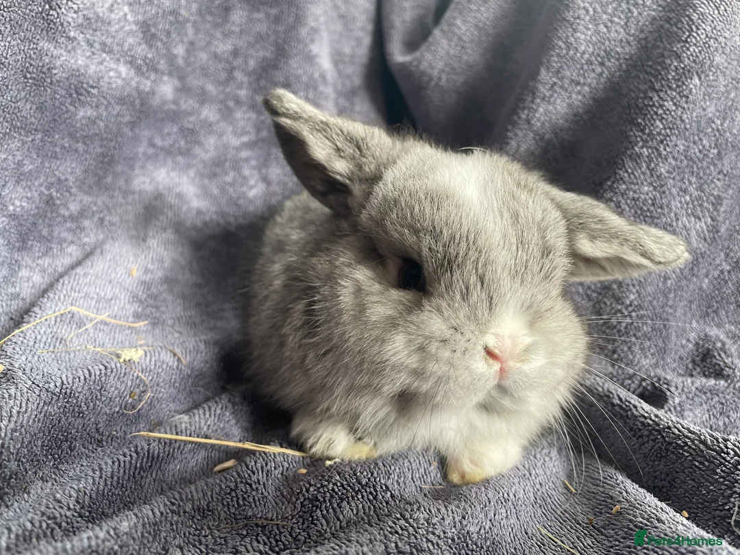 Mini Lop rabbits for sale: Mini lop bucks ready to reserve  - Advert 4