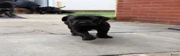 Cane Corso dogs for sale: Exceptional 88% Cane Corso / 12% Malinois Puppies in Preston - Advert 9