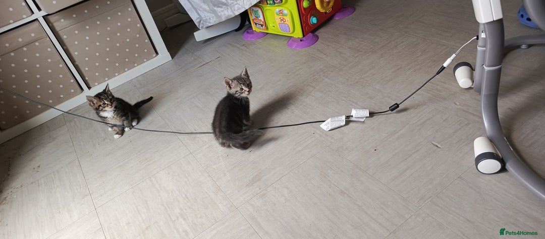 Mixed Breed cats for sale: 3 beautiful kittens looking for their forever home - Image 9