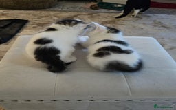 Mixed Breed cats for adoption: Gorgeous bonded pair of rescue kittens - Image 3