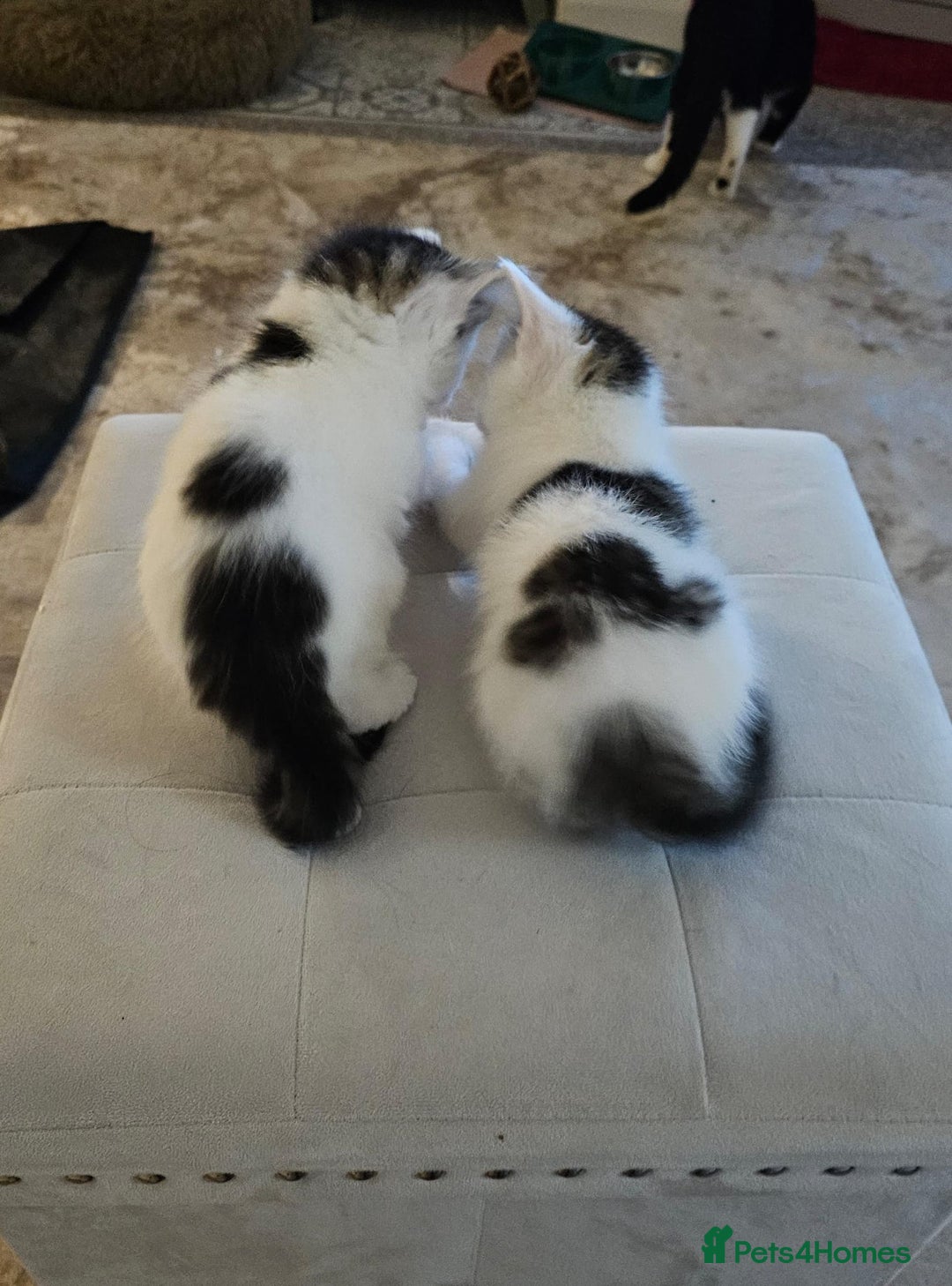 Mixed Breed cats for adoption: Gorgeous bonded pair of rescue kittens - Image 3