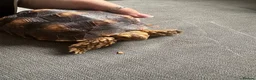 Tortoise reptiles for sale: Beautiful sulcata baby  - Advert 3