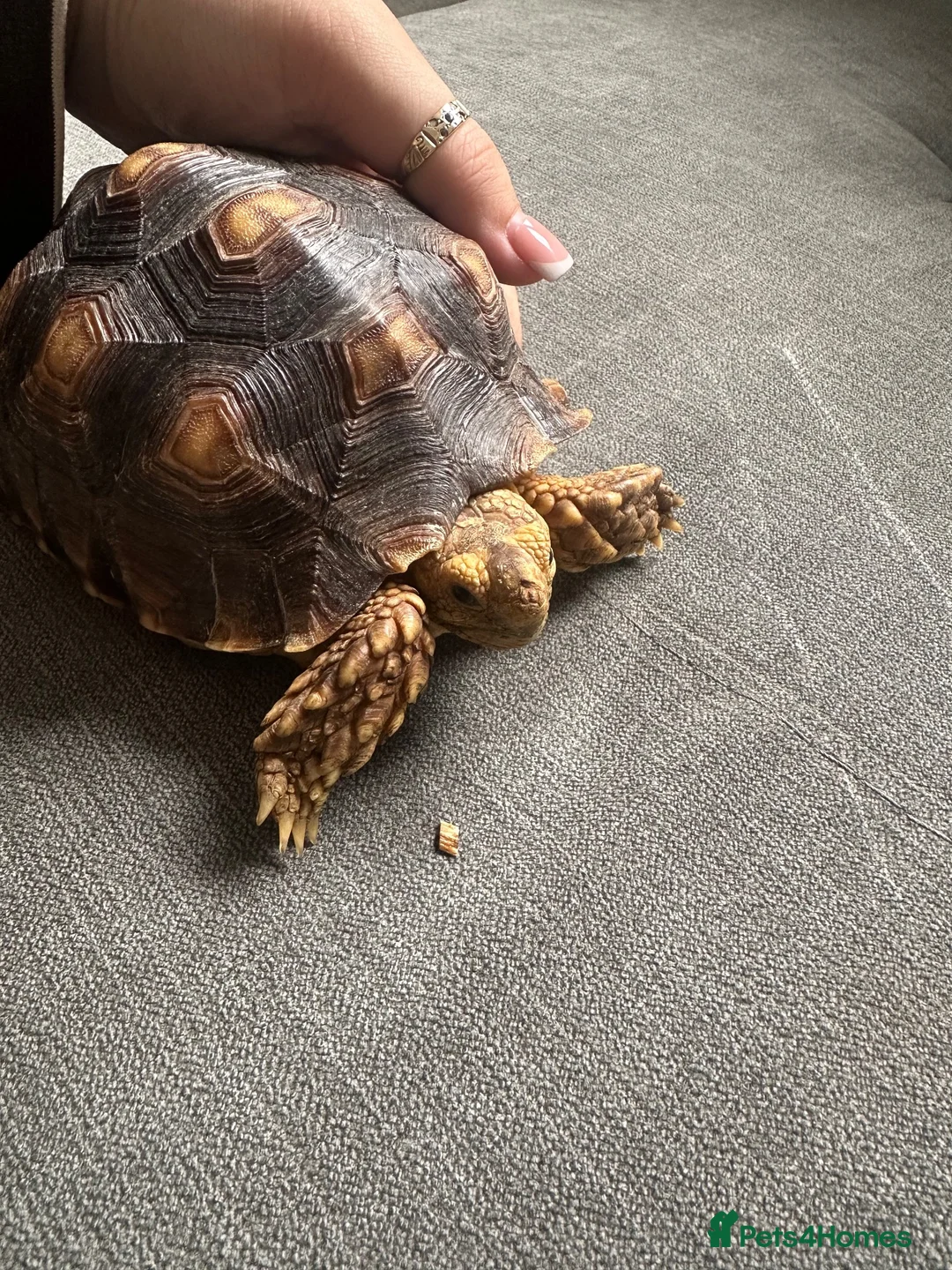 Tortoise reptiles for sale: Beautiful sulcata baby  - Advert 3