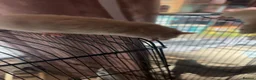 Rat rodents for sale: 2 rats in Oldham - Advert 3