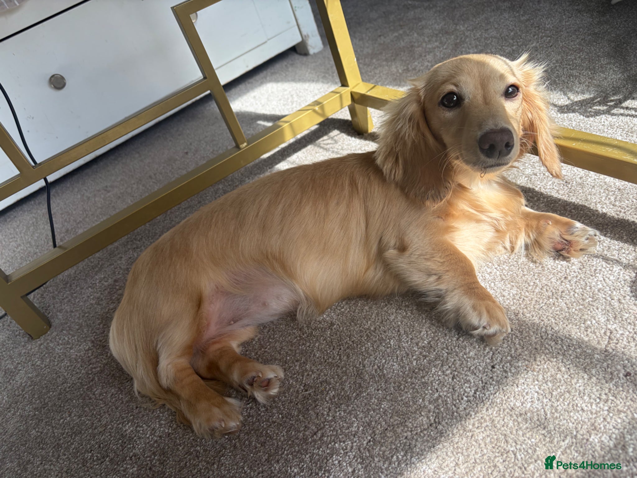 Miniature Dachshund dogs KC Female Cream Miniature Dachshund 7 months  - Advert 2