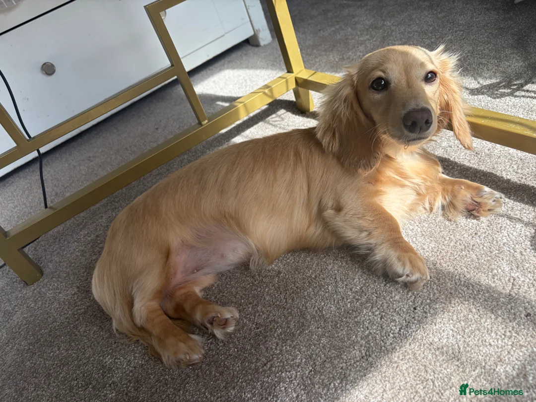 Miniature Dachshund dogs for sale: KC Female Cream Miniature Dachshund 7 months  - Advert 1