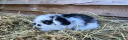 Mini Lop rabbits for sale: Gorgeous pure Mini lops  - Advert 6
