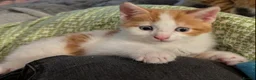 Domestic Shorthair cats for sale: 5 Ginger Kittens - Advert 36