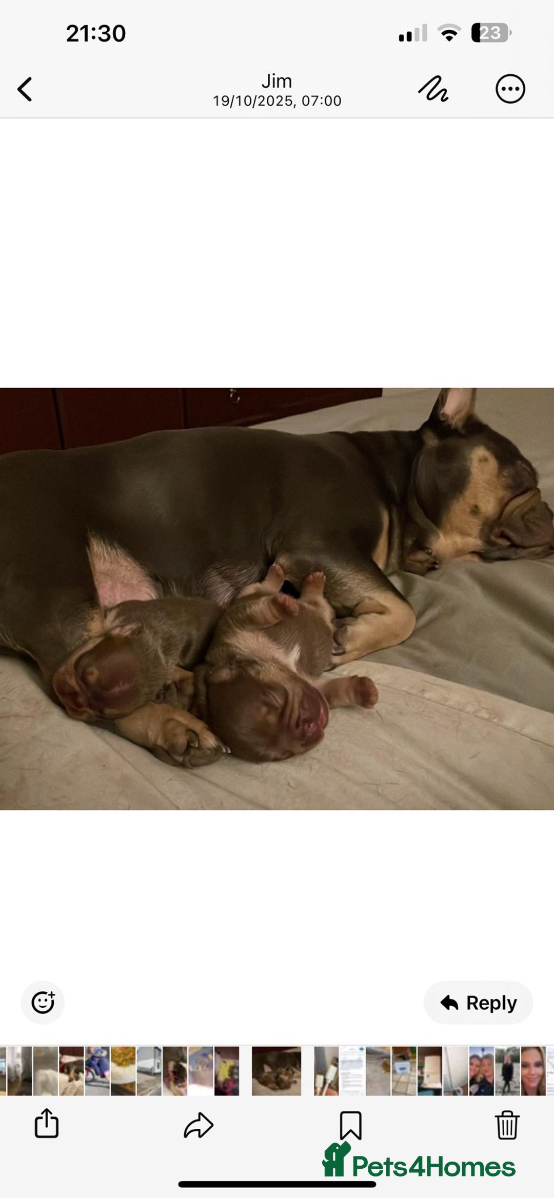 French Bulldog dogs for sale: 2 beautiful French bulldogs for sale - Advert 3