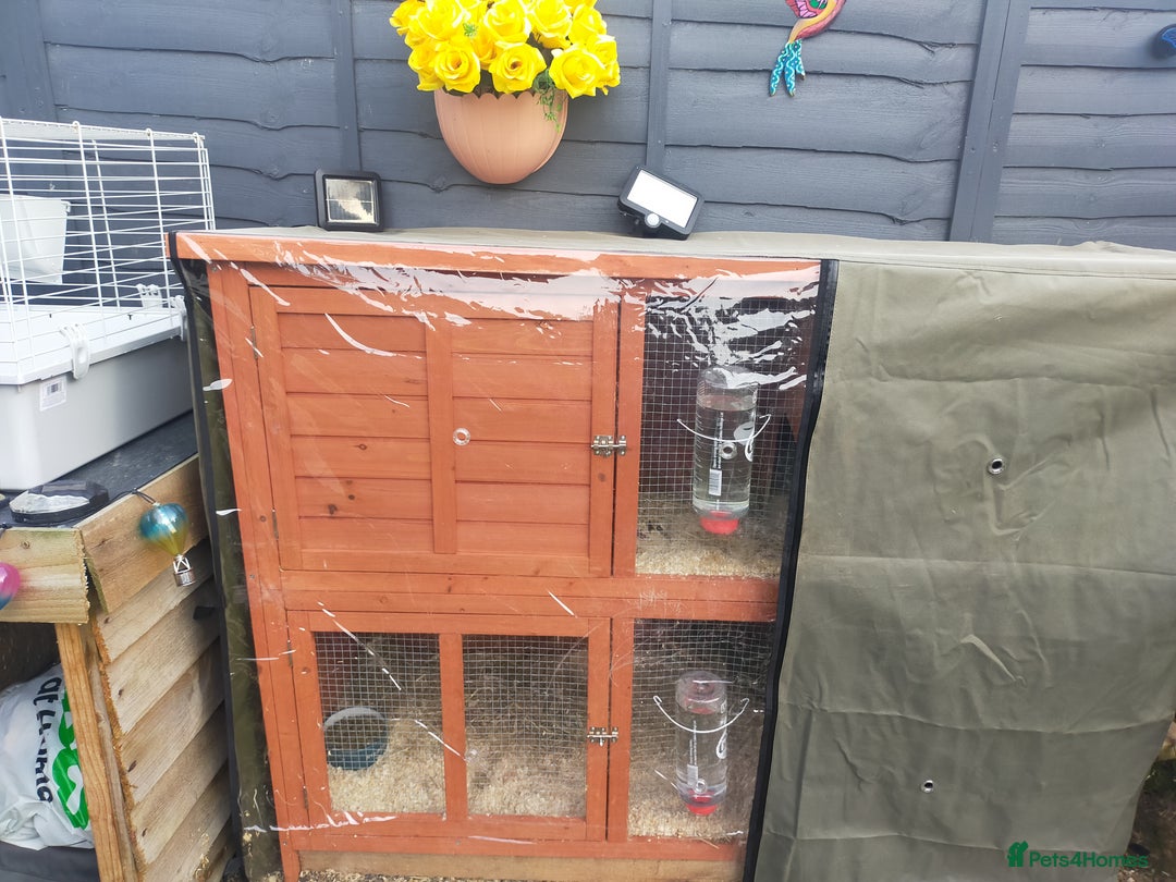 Guinea Pig rodents for sale: Pair of Guinea Pigs - Image 12
