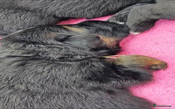 German Shepherd dogs for sale: BOTH PARENTS ARE ALL DNA TESTS CLEAR  - Image 10
