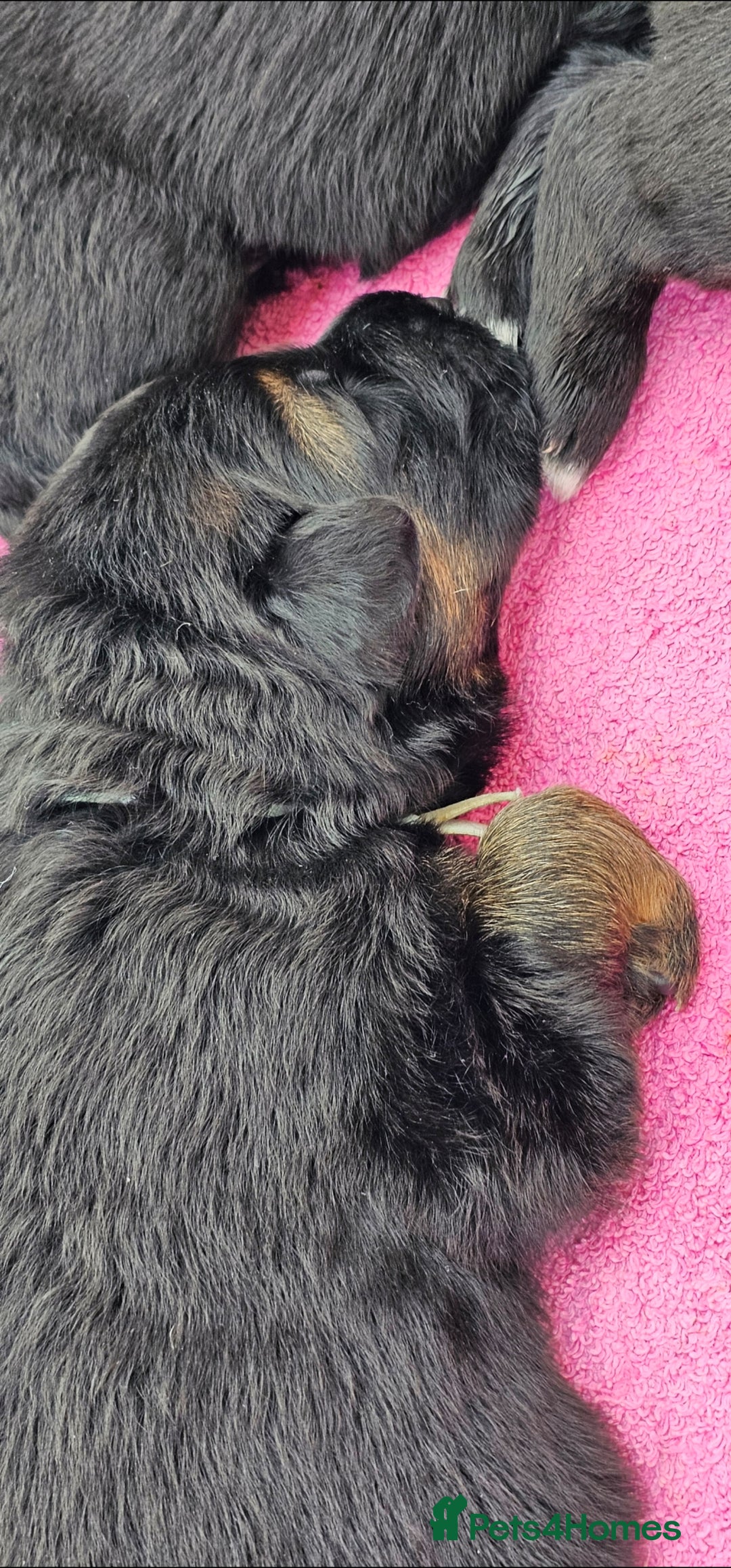 German Shepherd dogs for sale: BOTH PARENTS ARE ALL DNA TESTS CLEAR  - Image 10